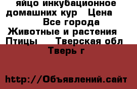 яйцо инкубационное домашних кур › Цена ­ 25 - Все города Животные и растения » Птицы   . Тверская обл.,Тверь г.